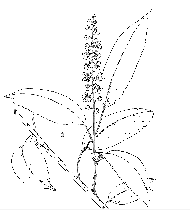 Prunus lusitanica ssp. azorica